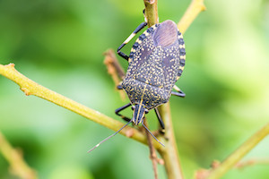 Close-up shot of a stink bug on a branch with green leaves in the background