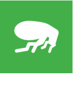 flea icon